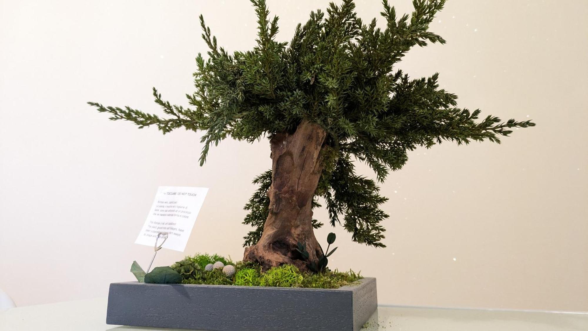 Bonsai Bed & Breakfast Fiumicino Buitenkant foto
